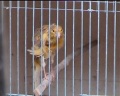 Frisé du sud