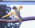 jaune-vert